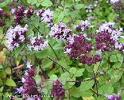 Origanum vulgare